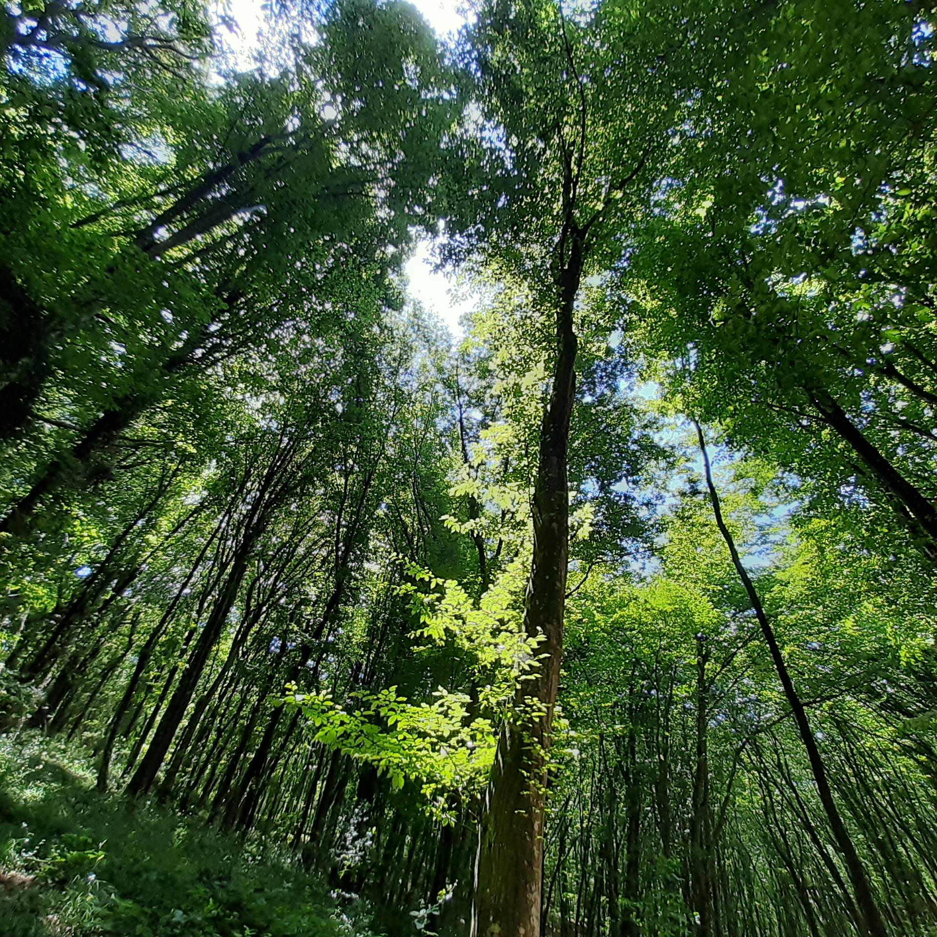 Fatih Cesmesi Nature Park